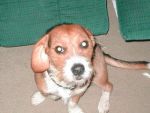 Dogs Beagle / Terrier